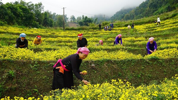 Vùng nguyên liệu trà Việt Anh